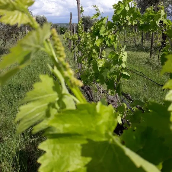 vigna della cantina robertiello