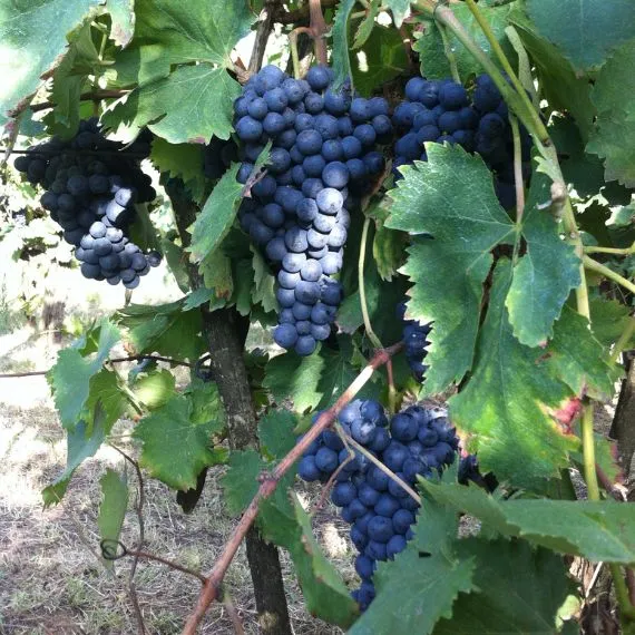 le vigne della cantina