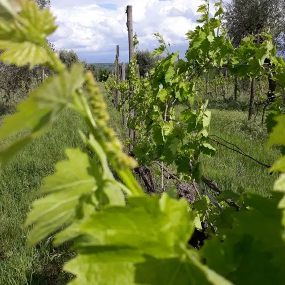 cantina robertiello -chi siamo